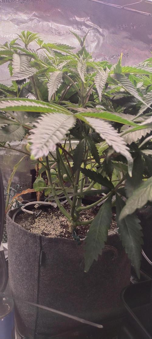 Bruce Banner. Week 6