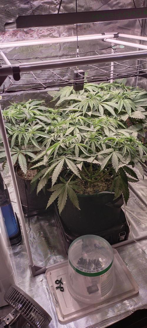 Bruce Banner. Week 6