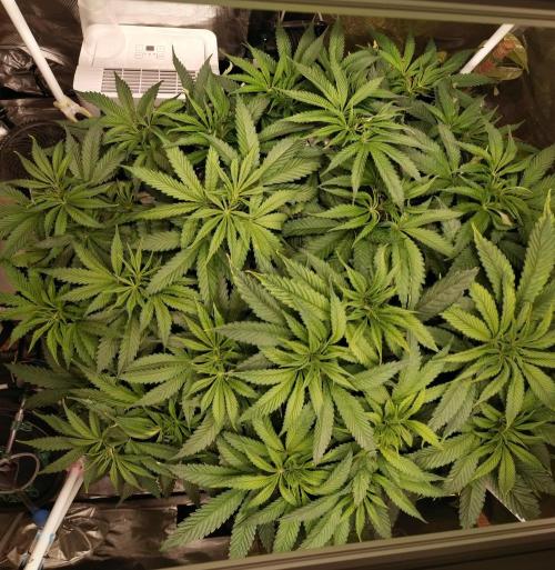 Bruce Banner. Week 7