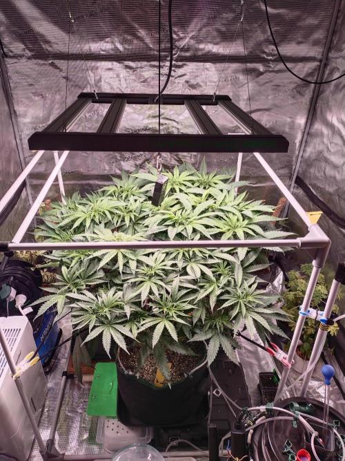 Bruce Banner. Week 7