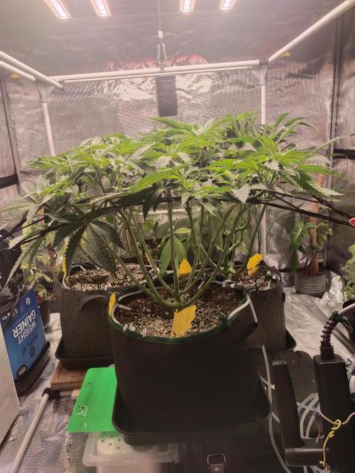 Bruce Banner. Week 7