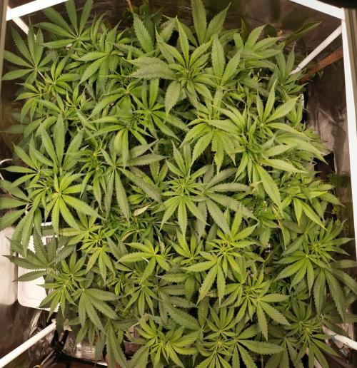 Bruce Banner. Week 8