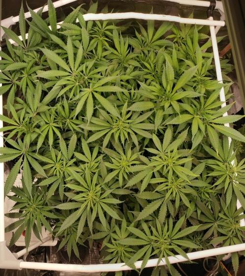 Bruce Banner. Week 9