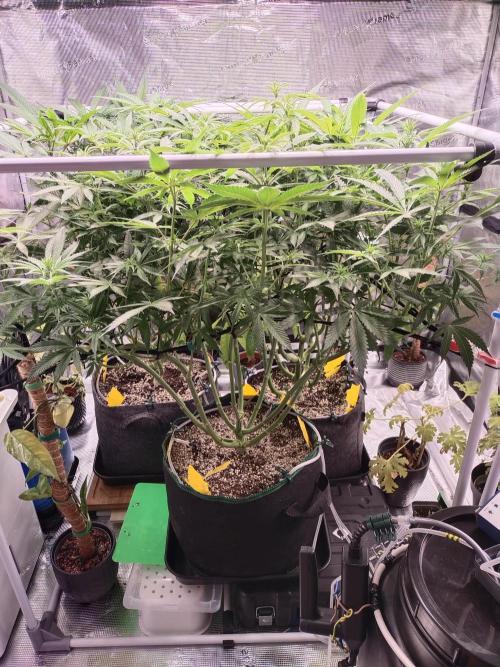 Bruce Banner. Week 9