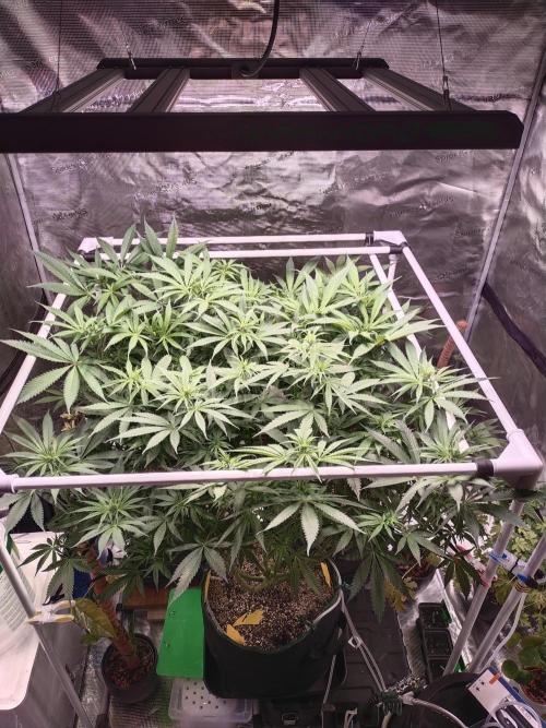 Bruce Banner. Week 9