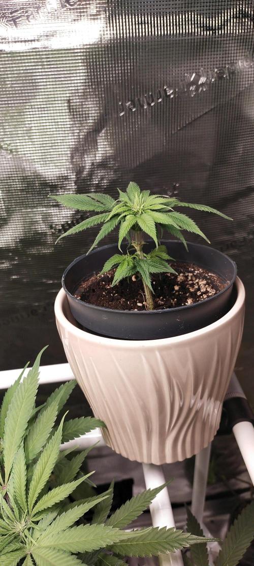 Bruce Banner. Week 10