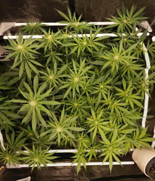 Bruce Banner. Week 10