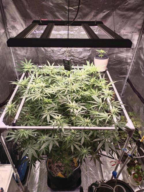 Bruce Banner. Week 10