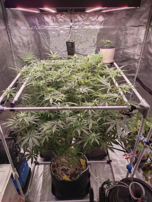 Bruce Banner. Week 10