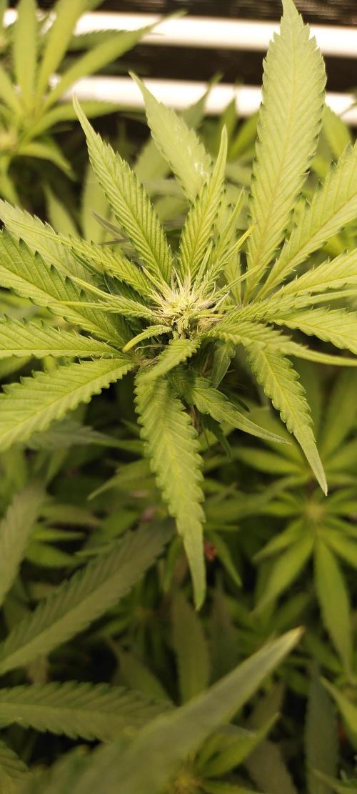 Bruce Banner. Week 10