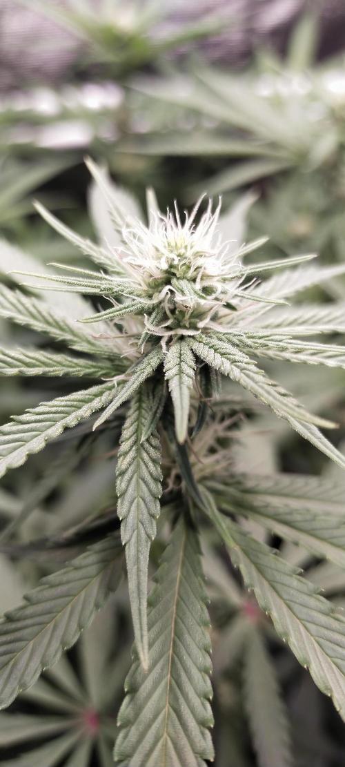 Bruce Banner. Week 10