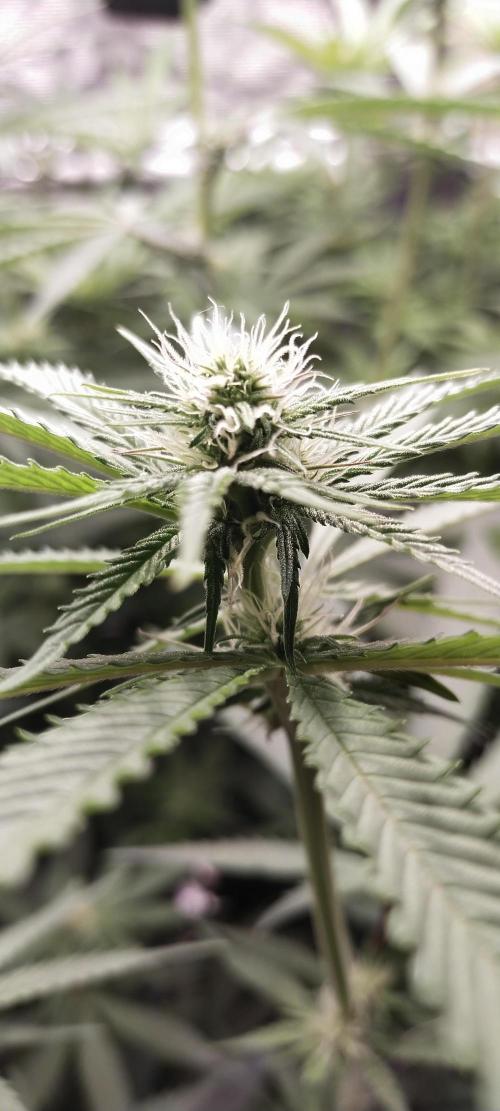 Bruce Banner. Week 10