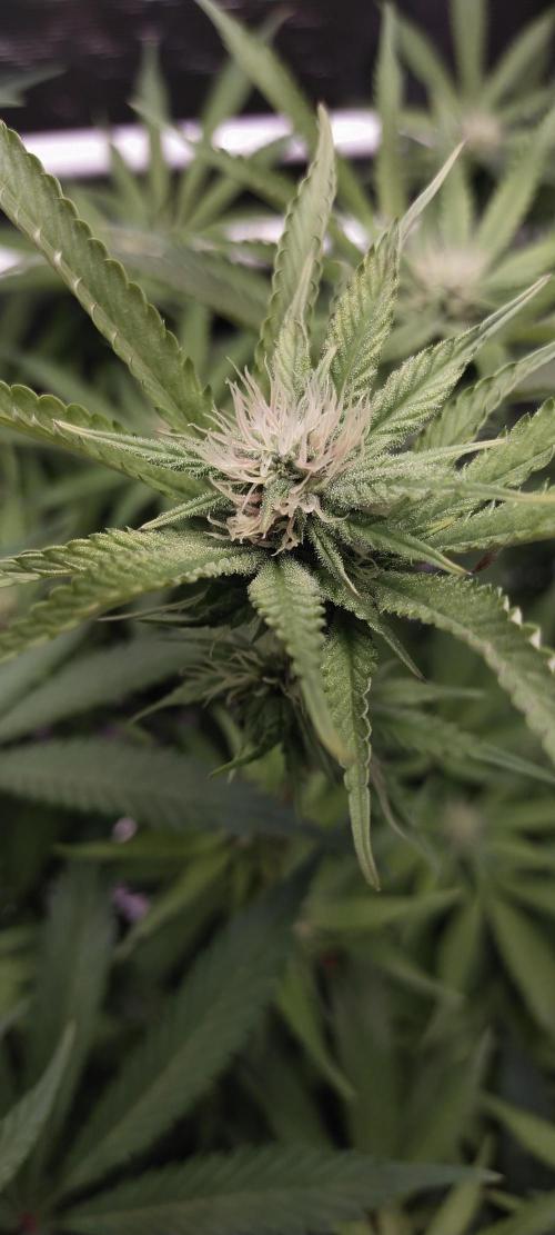 Bruce Banner. Week 11
