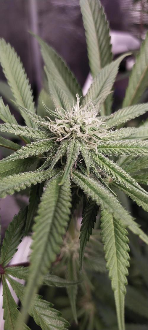 Bruce Banner. Week 11