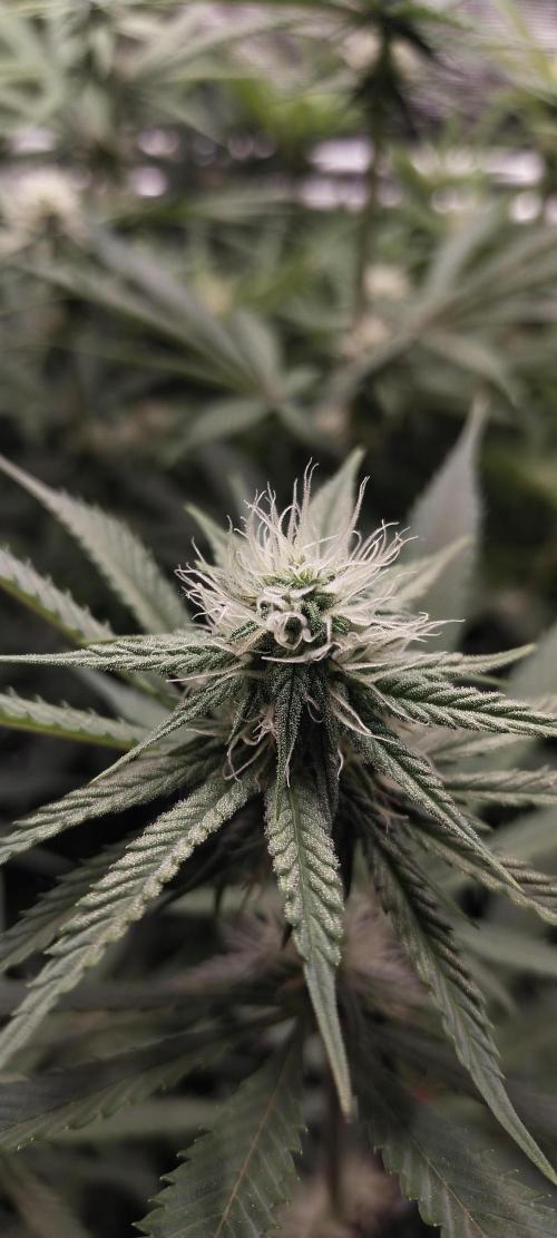 Bruce Banner. Week 11