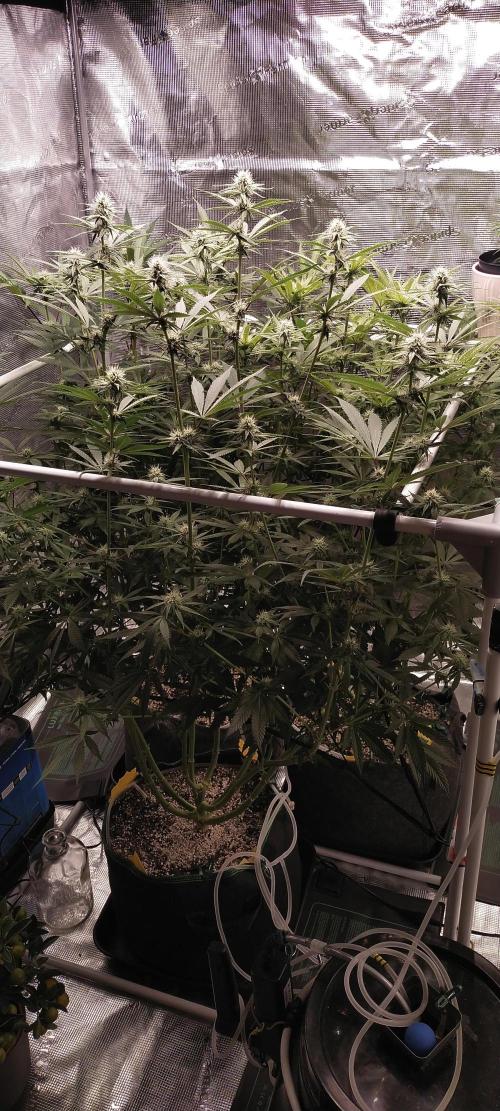 Bruce Banner. Week 11