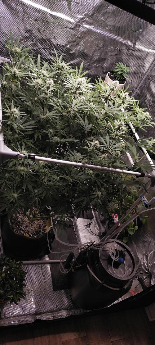 Bruce Banner. Week 11