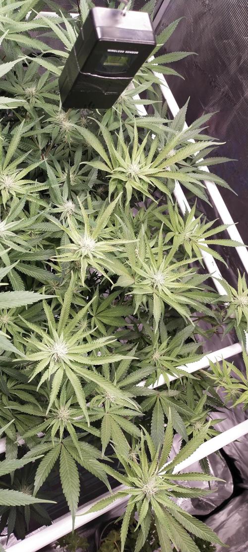 Bruce Banner. Week 11
