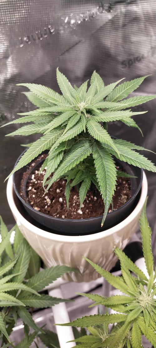 Bruce Banner. Week 11