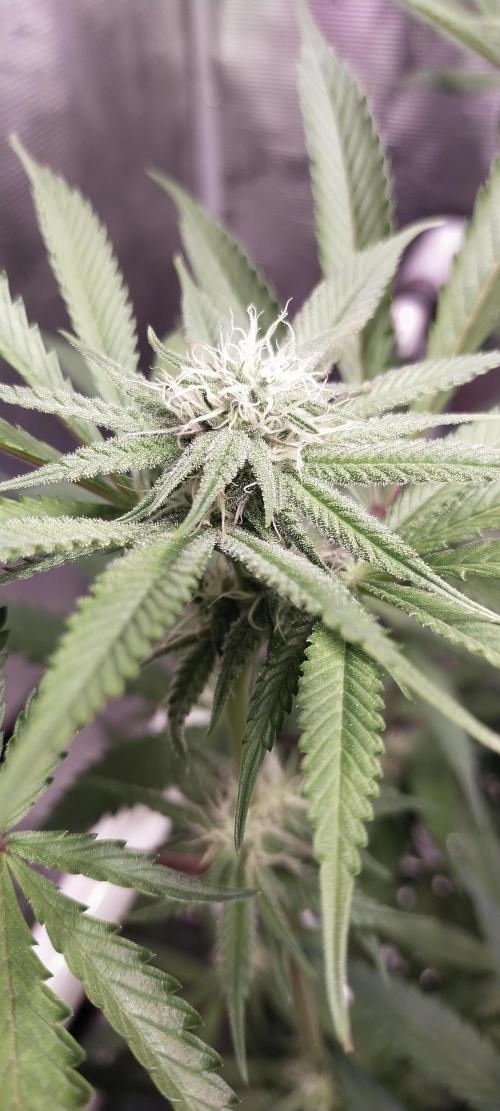 Bruce Banner. Week 11