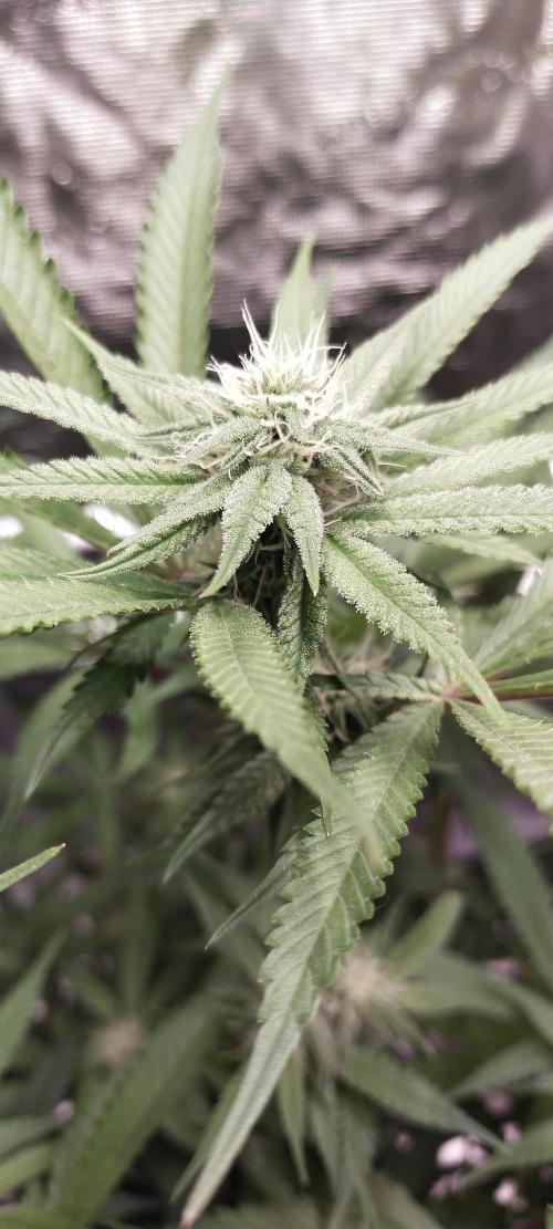 Bruce Banner. Week 11