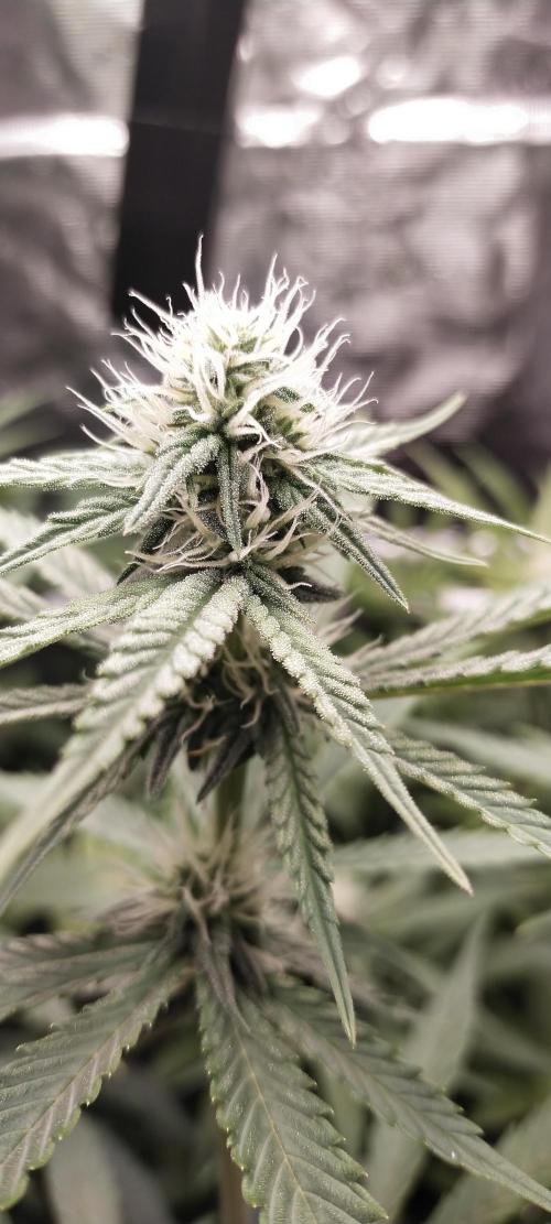 Bruce Banner. Week 11