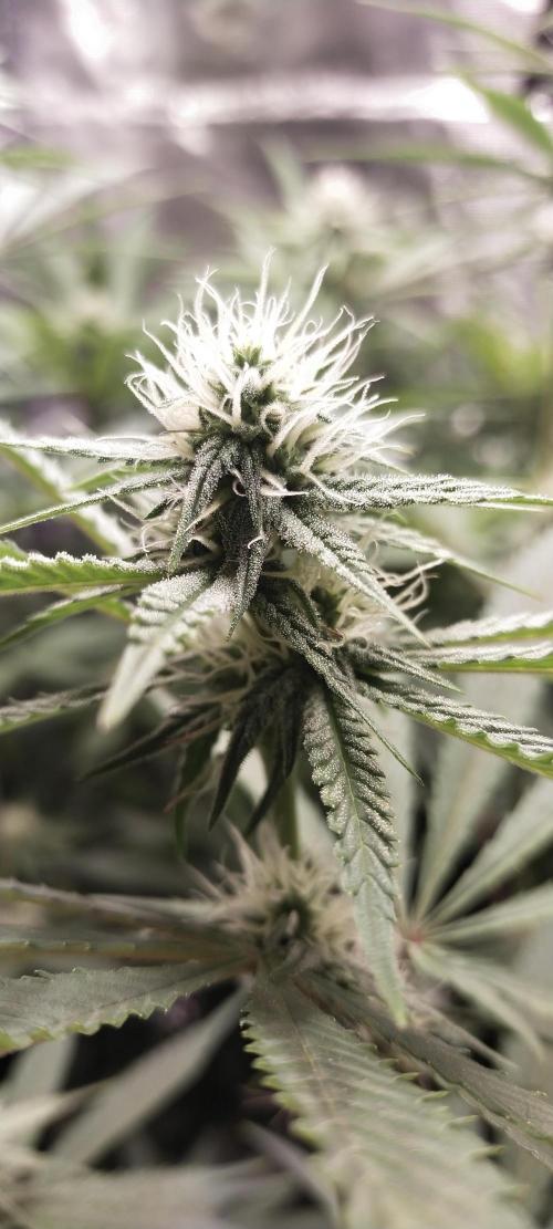 Bruce Banner. Week 11