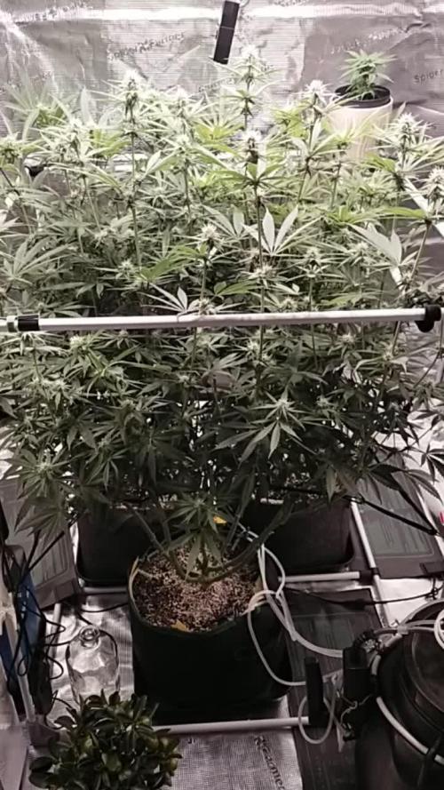 Bruce Banner