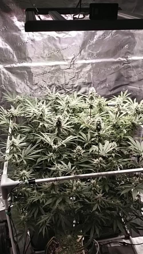 Bruce Banner