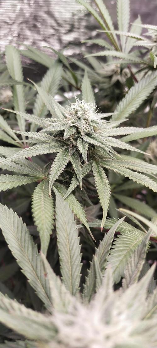 Bruce Banner. Week 12