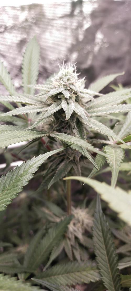 Bruce Banner. Week 12