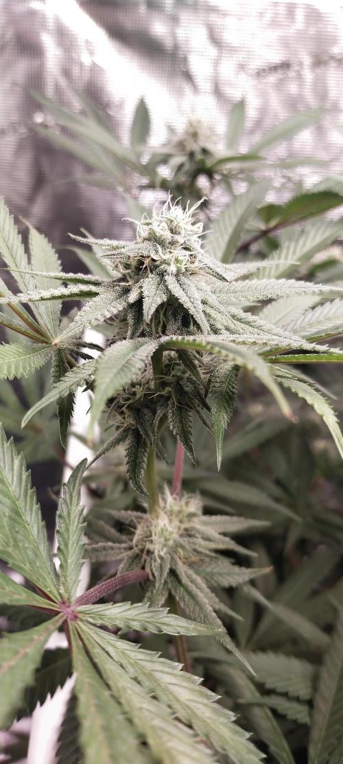 Bruce Banner. Week 12