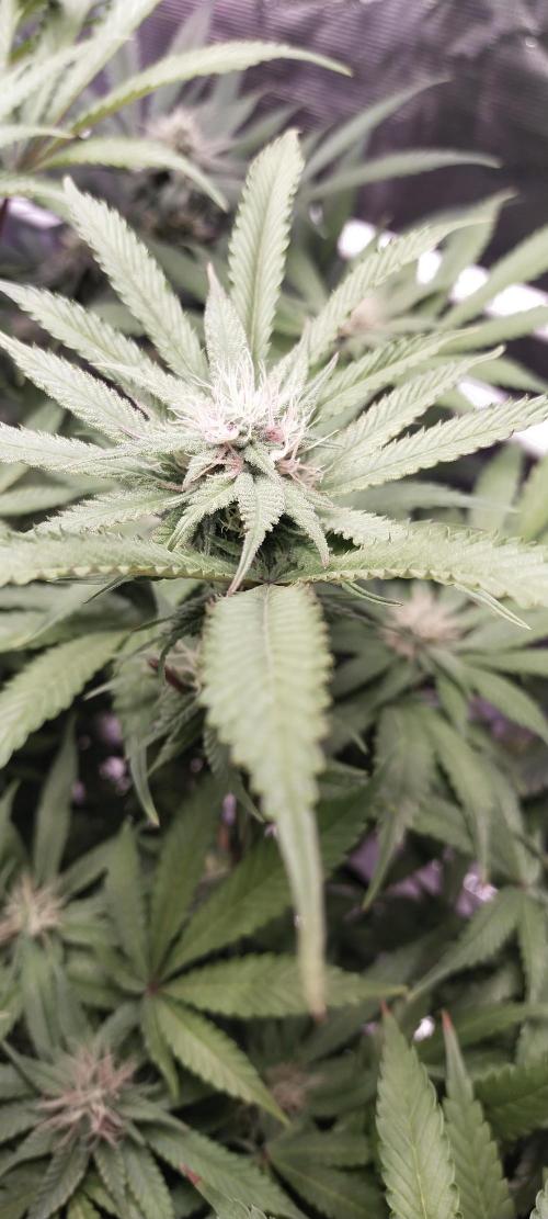Bruce Banner. Week 12