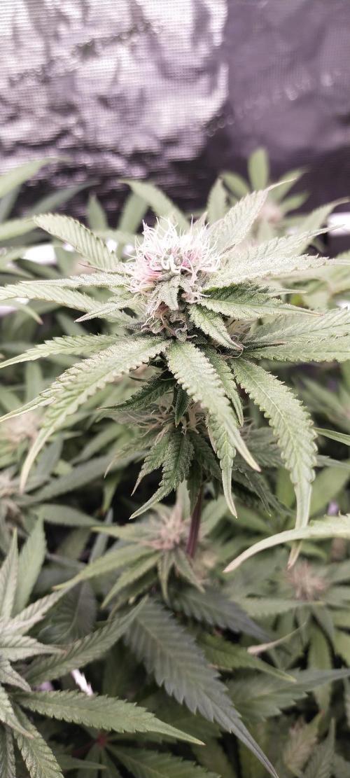Bruce Banner. Week 12