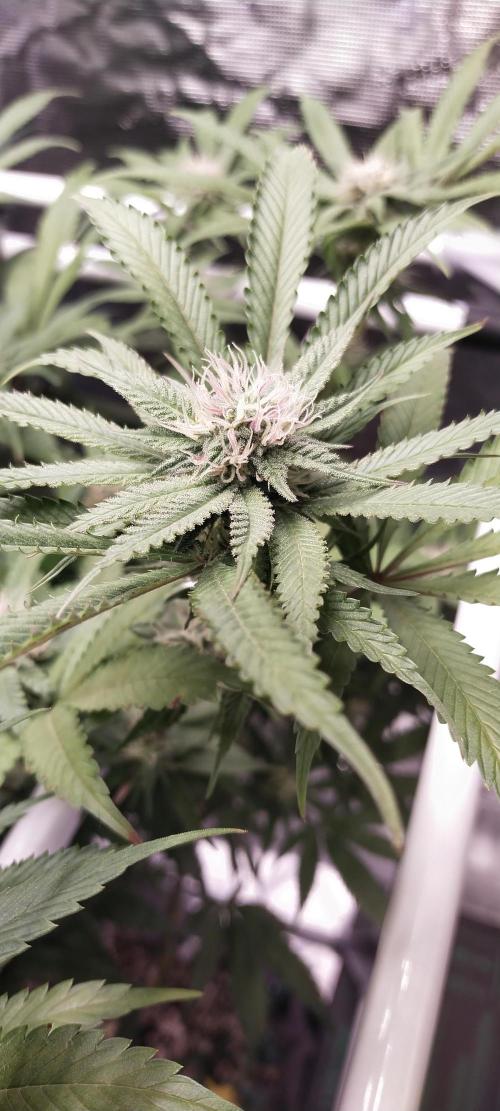 Bruce Banner. Week 12