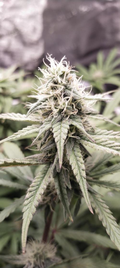 Bruce Banner. Week 12