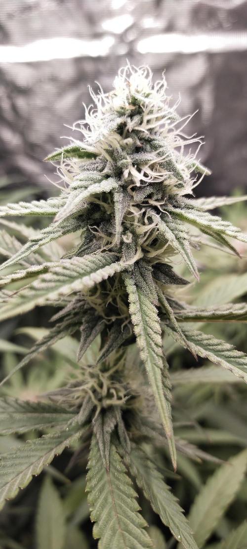 Bruce Banner. Week 12