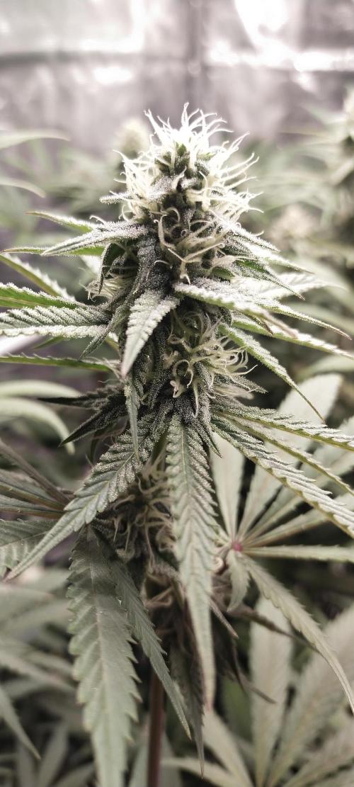 Bruce Banner. Week 12