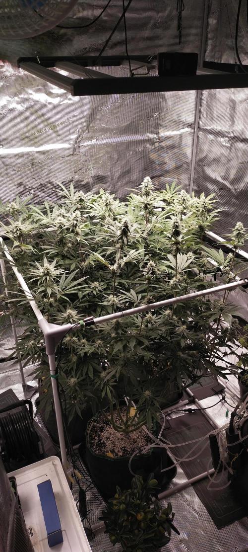 Bruce Banner. Week 12