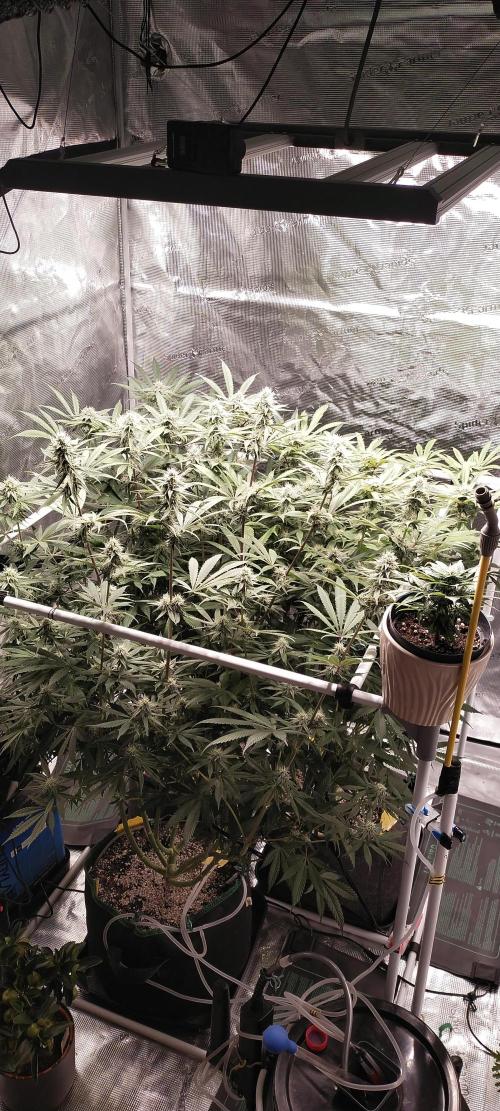 Bruce Banner. Week 12