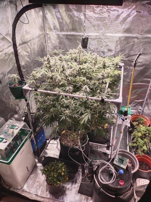Bruce Banner. Week 13