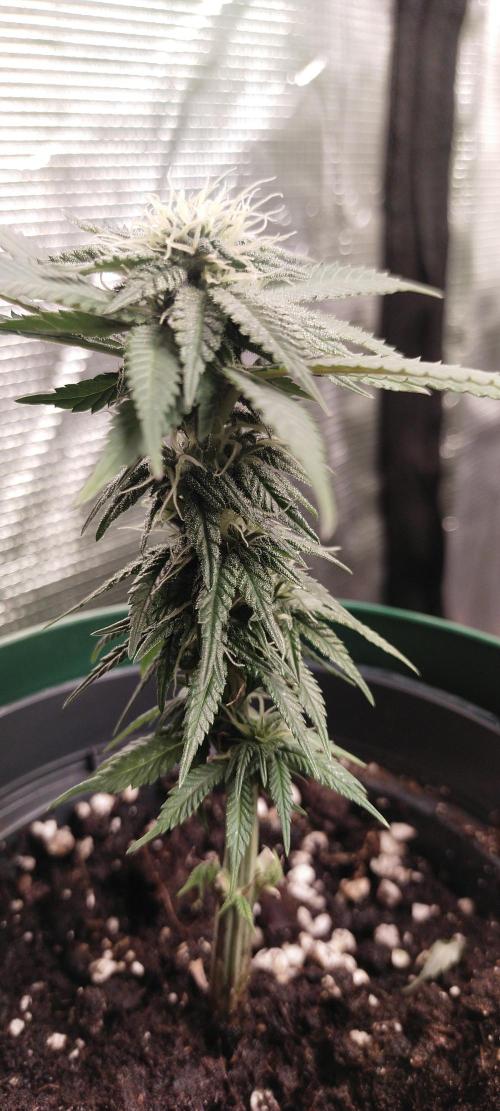 Bruce Banner. Week 13