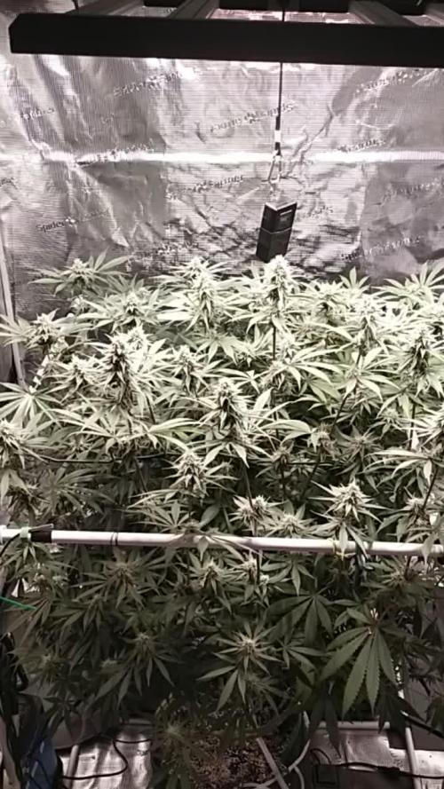 Bruce Banner