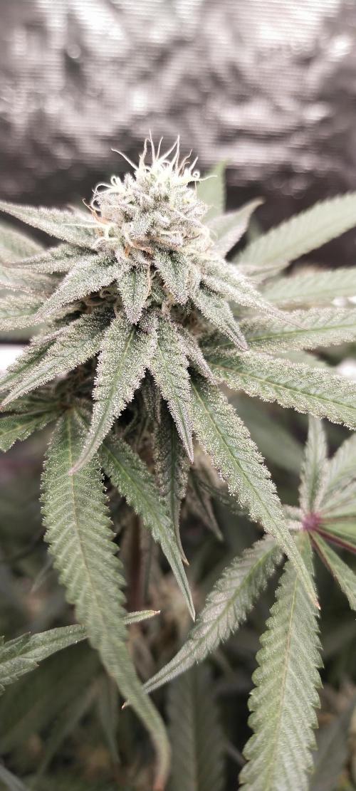 Bruce Banner. Week 13