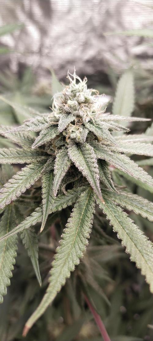Bruce Banner. Week 13