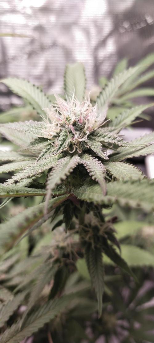 Bruce Banner. Week 13