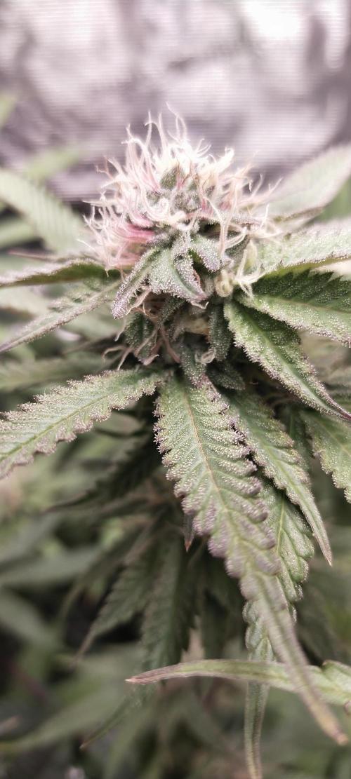 Bruce Banner. Week 13