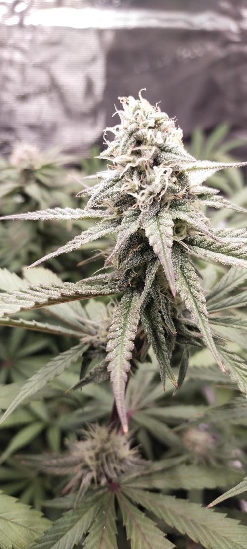 Bruce Banner. Week 13