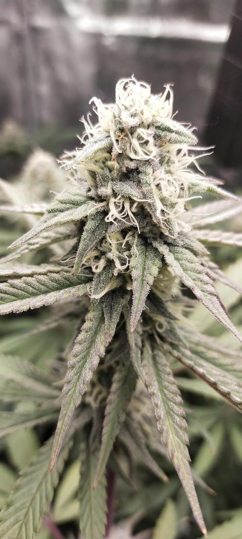 Bruce Banner. Week 13