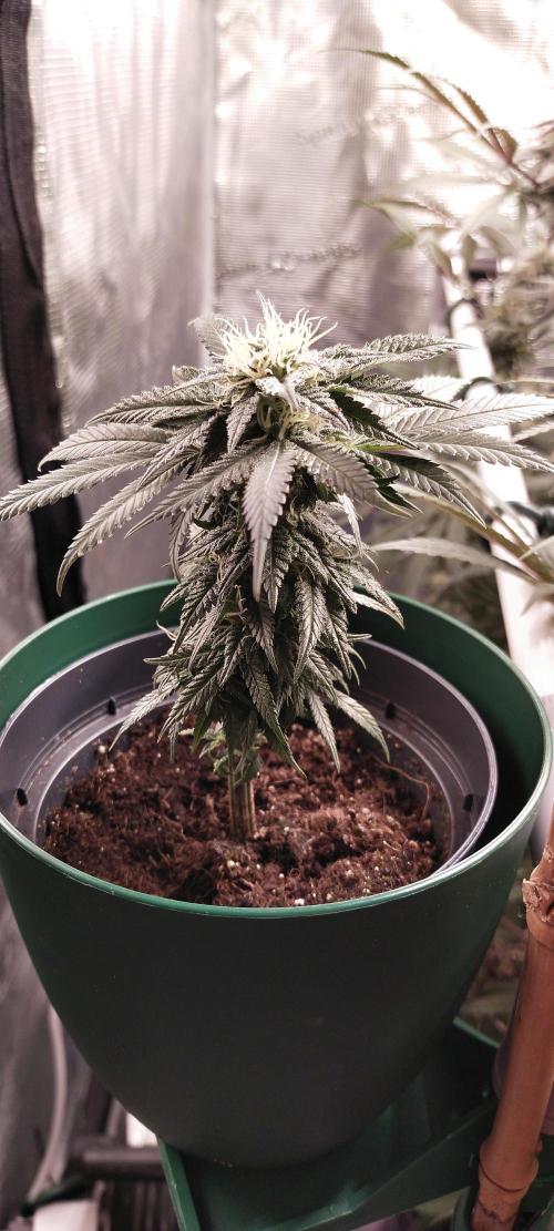 Bruce Banner. Week 14